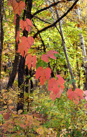 Дикий виноград