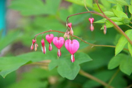 Вот такое интересное растение/цветок мы с сыном обнаружили в одном из дворов микрорайона Благовещенска. Сама природа за любовь!