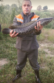 Змееголов 3.5 кг