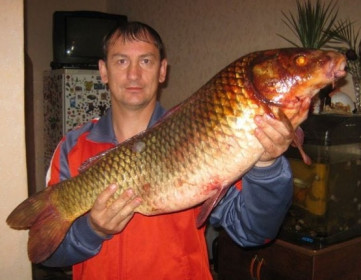 Сазан, 11 кг. 200 гр.