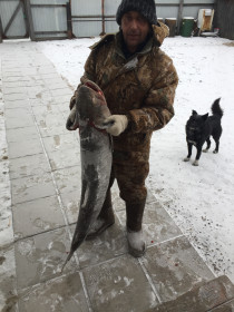 Улов мужа, Таймень 22 кг