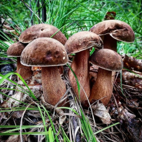 «Сказка леса» (Моховая Падь)