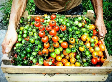 "Помидорная радуга" (Моховая падь)