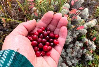 Клюква из тындинской тайги.