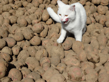 Вкуснятина из Шимановска!