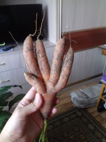 "Пятёрку за сбор урожая"