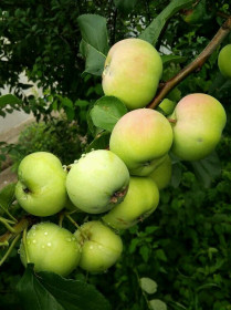 Наливные да молодильные яблочки из Чигирей