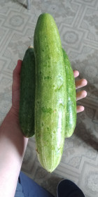 с. Молчаново, Мазановский район,