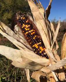 Красавица кукуруза