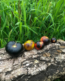 Чёрные помидорки(Николаевка)