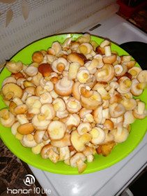 Амурские Маслята