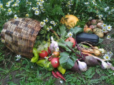 Указейницы Албазино