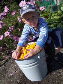 Матвей собрал урожай