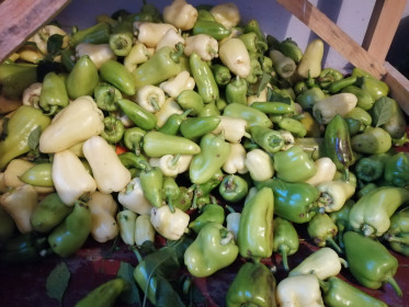 "Горка сладкого перца" из с.Сычевка