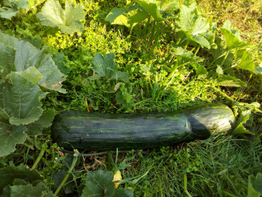 Сычевский кабачок