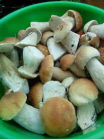 Белый гриб ( пгт.Ушумун)