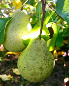 Зейский груши