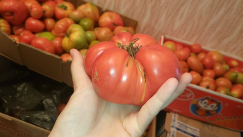 Зейские помидорки