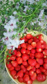 Зейская клубника