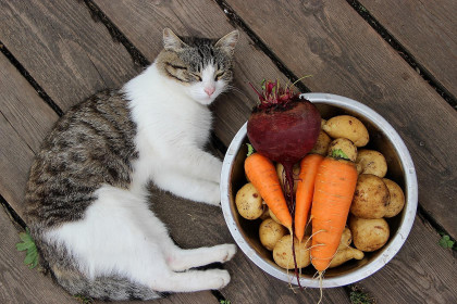 Муртало ждёт борщ. Тыгда