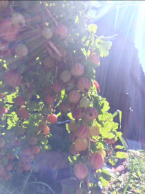 Крыжовника каскад!