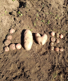 Я копаю картошку... Албазино