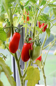 Балконный урожай