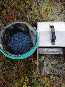 Ягодка из Тынды