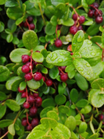 Ягода-вкуснягода из столицы БАМа