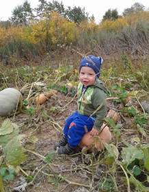 Чигиринская тыква