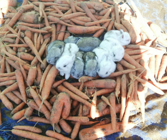 Морковный рай)