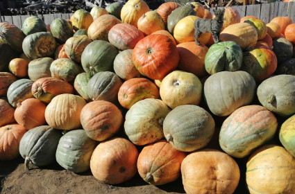 Король тыквы