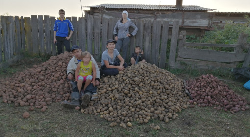 УРОЖАЙ СЫЧЕВСКОГО КАРТОФЕЛЯ.