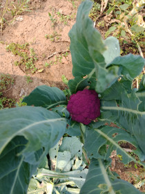 Ну очень цветная завитинская капуста