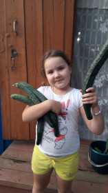 Огурцы-гиганты из Великокнязевки!