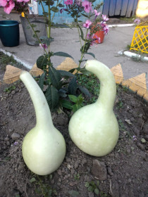 Овощ-огурец армянский!  Белогорский район, с. Великокнязевка