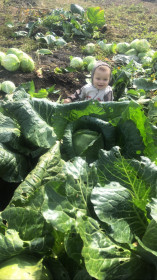 Отменный урожай капусты с сюрпризом