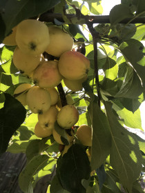 Яблонька Зейская