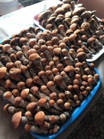 Подосиновики