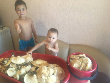 Грибов МНОГО не бывает!