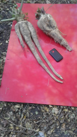 Чудо-пастернак из Благовещенска