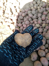 Кортофель от всего сердца