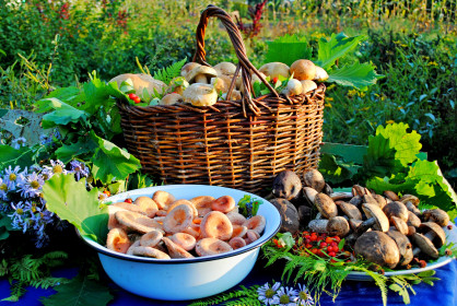 Грибное ассорти (Бурейский район)