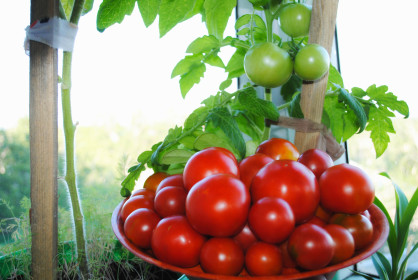 Урожай с балкона п.Новобурейский