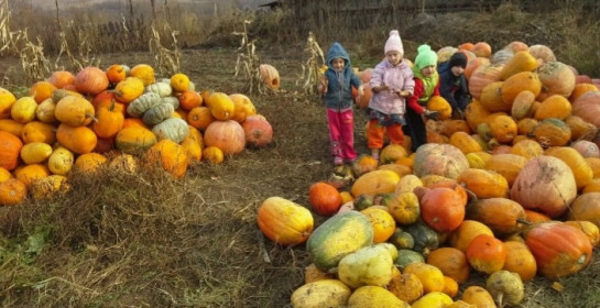 Тыква, дети урожай!!!!