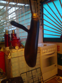 Баклажан. Благовещенск