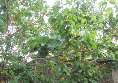 Абрикосы в нашем дворе.