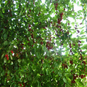 Урожай лимонника.