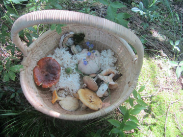 Грибочки Амурского леса.