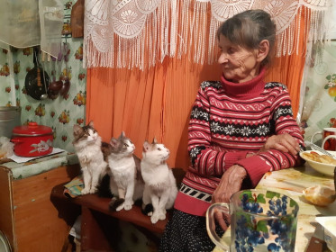 Вечернее построение котов у бабушки